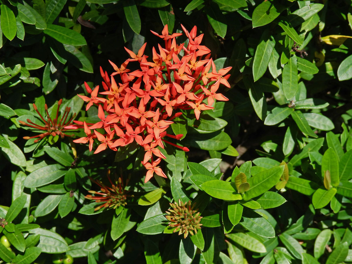 Ixora javanica (Blume) DC.