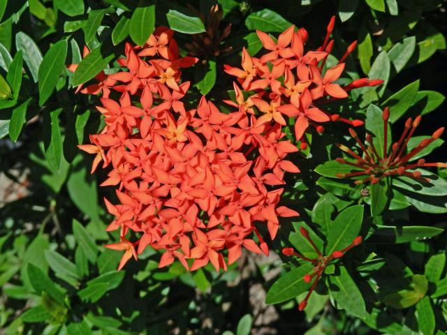 Ixora javanica (Blume) DC.