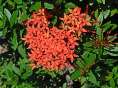 Ixora javanica (Blume) DC.