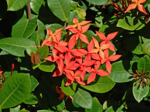 Ixora javanica (Blume) DC.