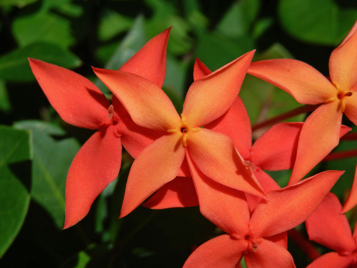 Ixora javanica (Blume) DC.