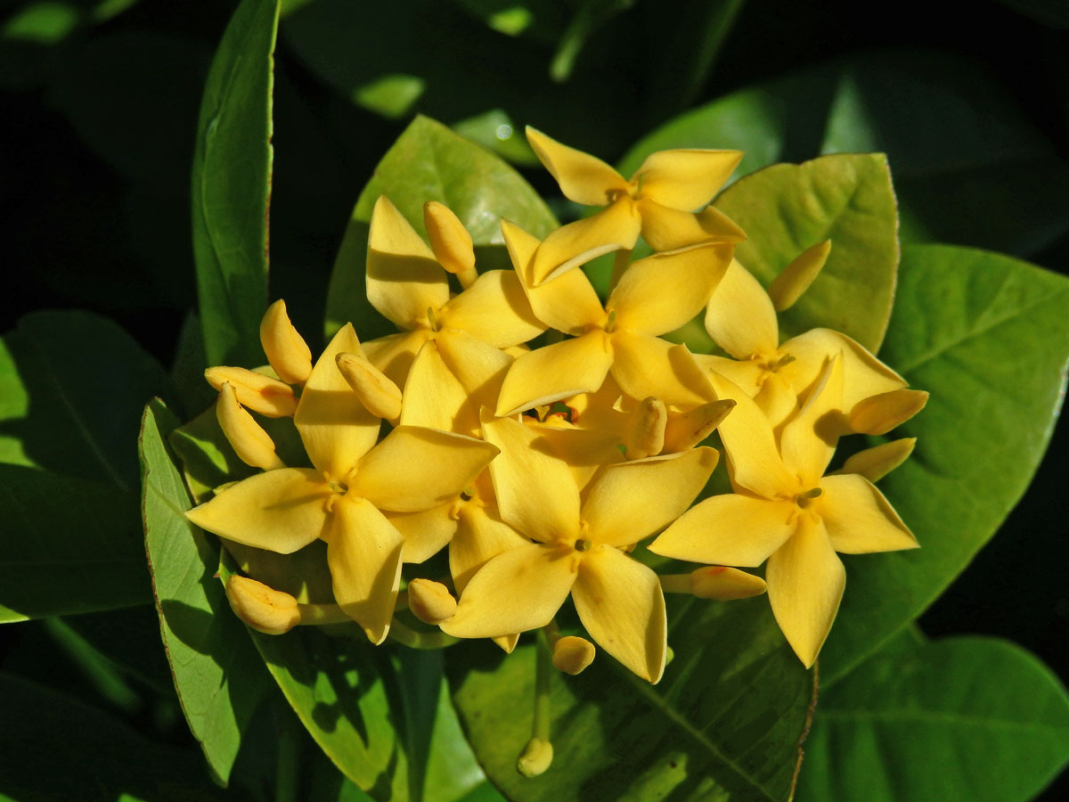 Ixora javanica (Blume) DC.