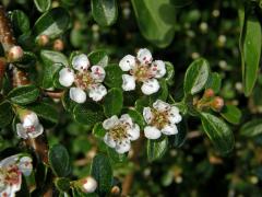 Skalník zimostrázolistý (Cotoneaster buxifolius Wall. ex Lindl.)