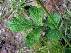 Kuklík potoční x městský (Geum rivale x urbanum, Geum x intermedium Ehrh.)