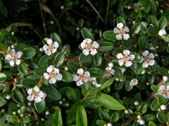 Skalník zimostrázolistý (Cotoneaster buxifolius Wall. ex Lindl.)