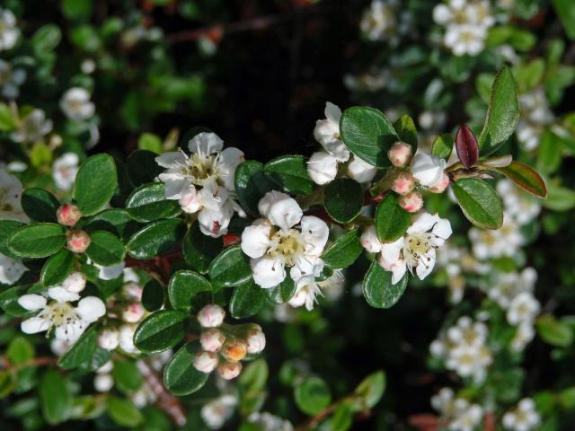 Skalník zimostrázolistý (Cotoneaster buxifolius Wall. ex Lindl.)