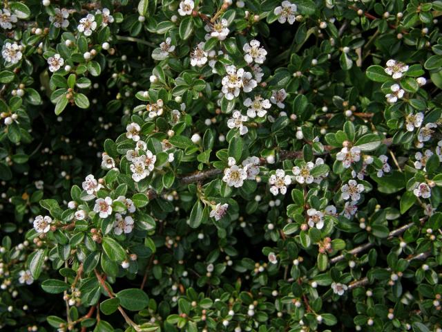 Skalník zimostrázolistý (Cotoneaster buxifolius Wall. ex Lindl.)