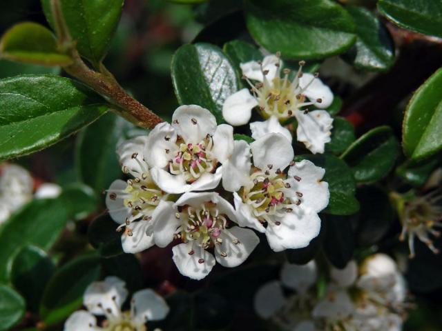 Skalník zimostrázolistý (Cotoneaster buxifolius Wall. ex Lindl.)