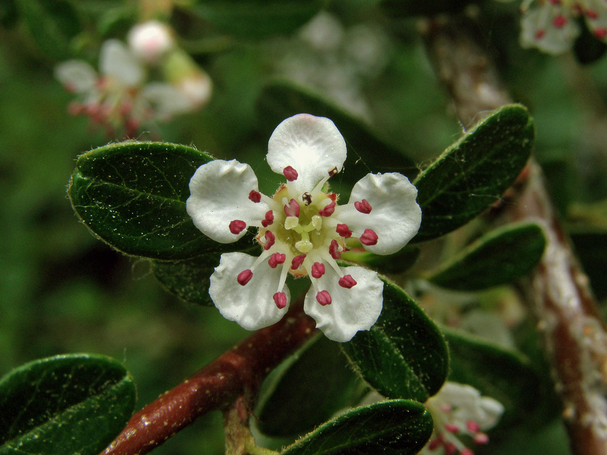 Skalník zimostrázolistý (Cotoneaster buxifolius Wall. ex Lindl.)