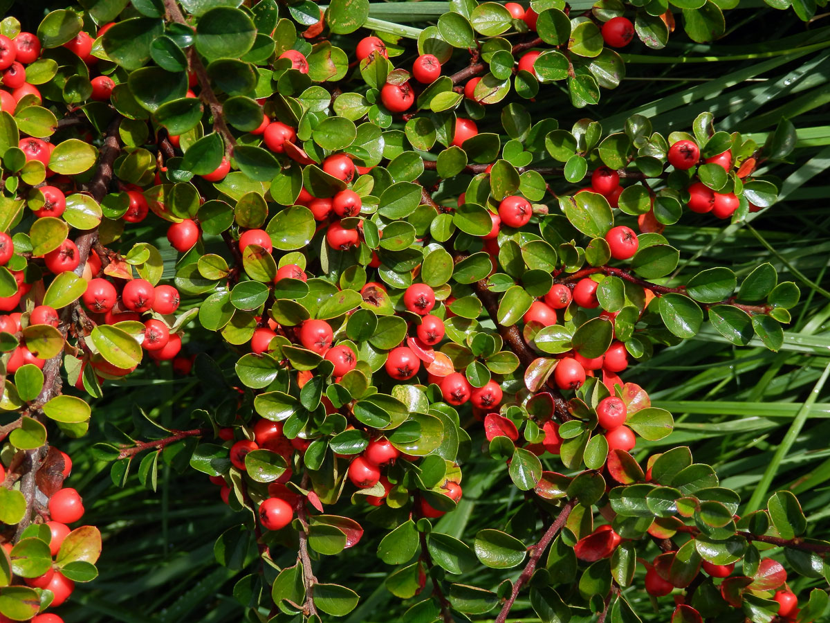 Skalník rozprostřený (Cotoneaster horizontalis Decne.)