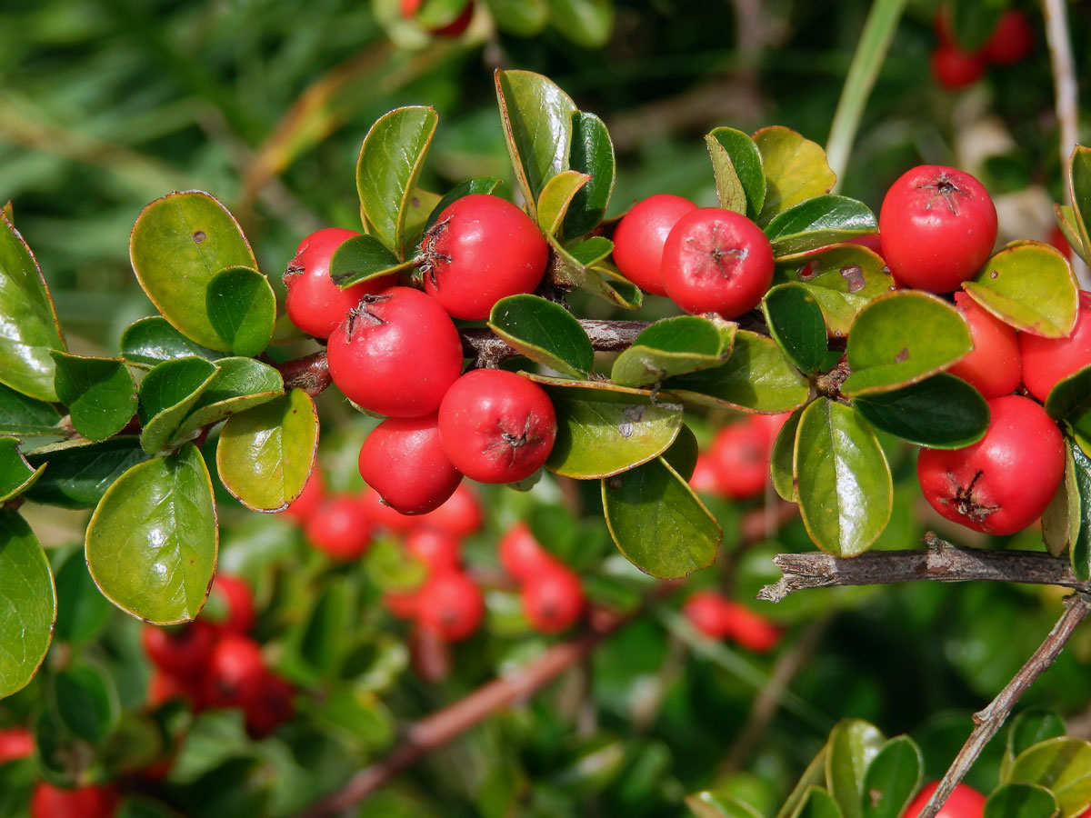 Skalník rozprostřený (Cotoneaster horizontalis Decne.)