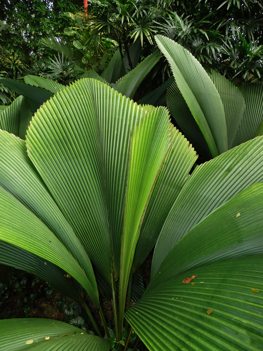 Johannesteijsmannia magnifica J. Dransf.