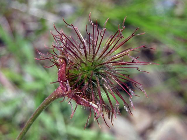 Kuklík potoční x městský (Geum rivale x urbanum, Geum x intermedium Ehrh.)