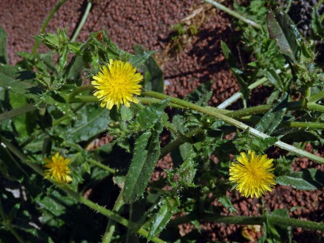 Draslavec hadincovitý (Helminthotheca echioides (L.) Holub)