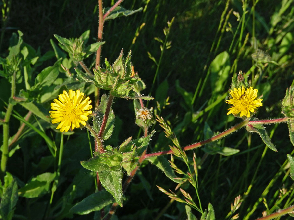 Draslavec hadincovitý (Helminthotheca echioides (L.) Holub)