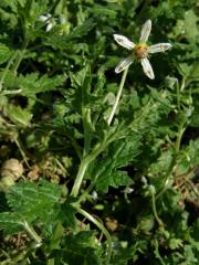 Blumenbachia insignis Schrad.