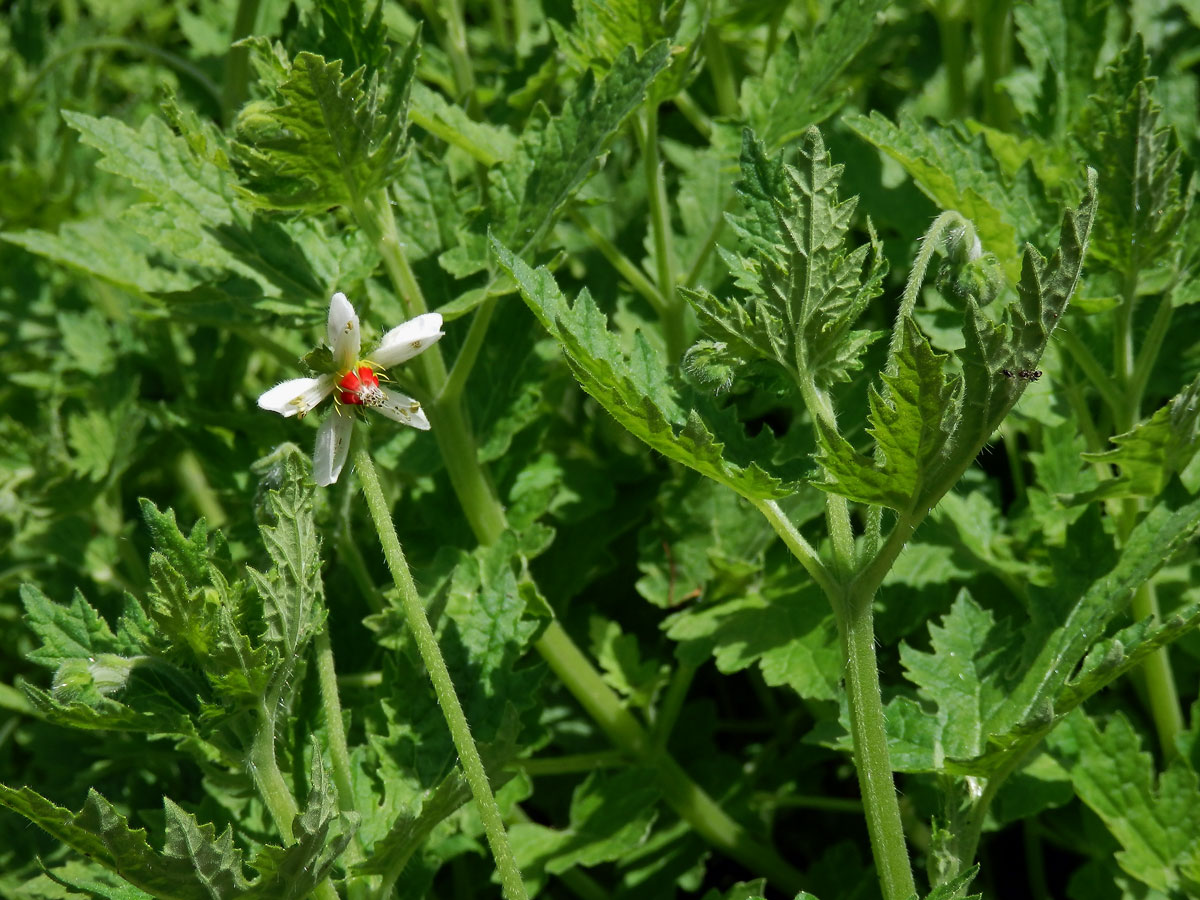 Blumenbachia insignis Schrad.