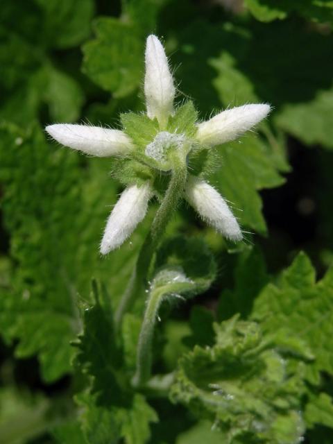 Blumenbachia insignis Schrad.