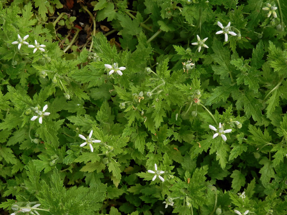 Blumenbachia insignis Schrad.