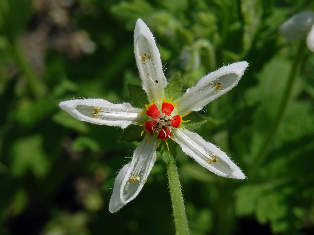 Blumenbachia insignis Schrad.