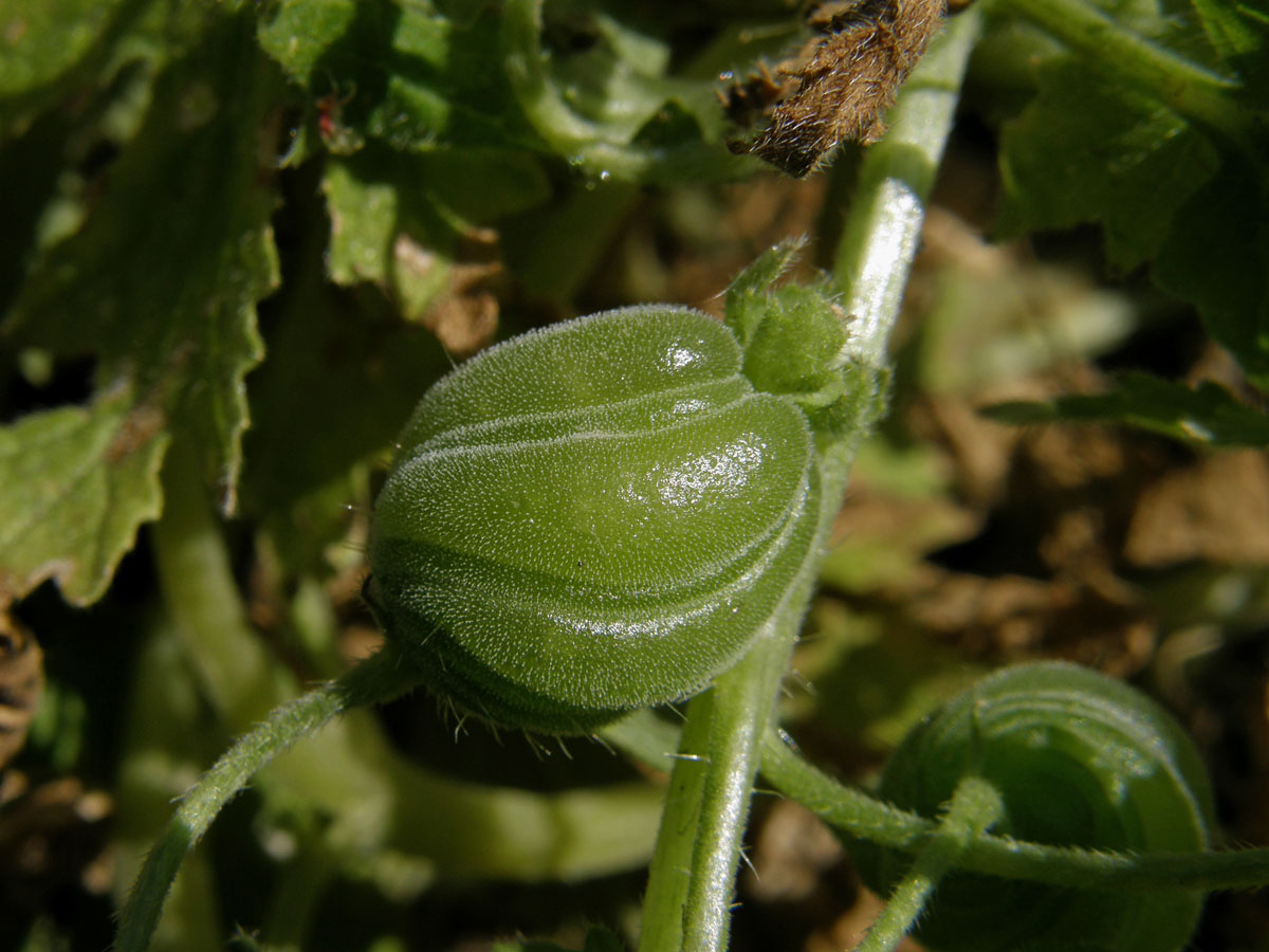 Blumenbachia insignis Schrad.