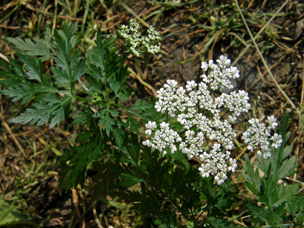 Tetlucha kozí pysk (Aethusa cynapium L.)