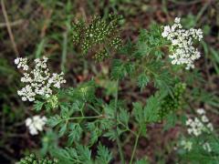 Tetlucha kozí pysk (Aethusa cynapium L.)