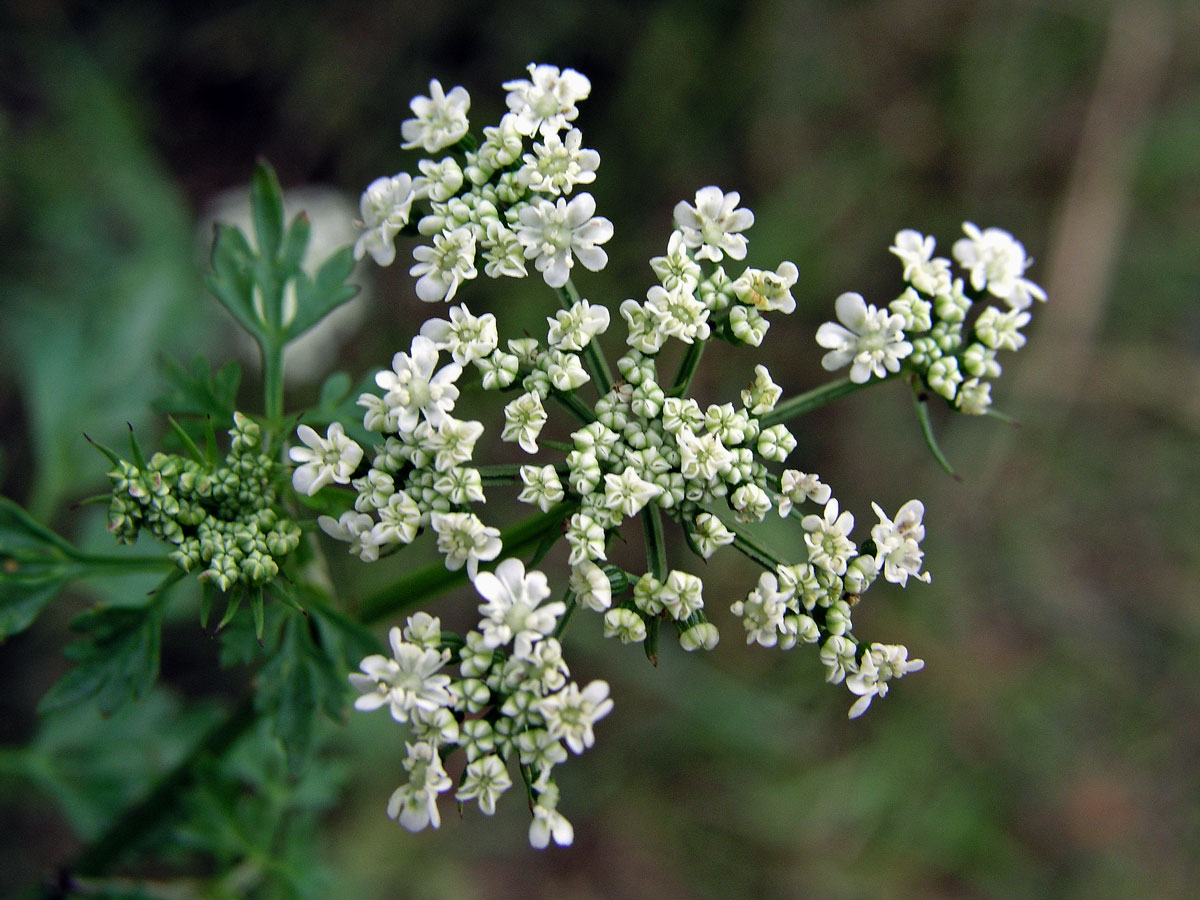 Tetlucha kozí pysk (Aethusa cynapium L.)