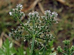 Tetlucha kozí pysk (Aethusa cynapium L.)