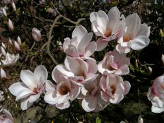 Šácholan Soulangeův (Magnolia x soulangeana Soulange-Bodin)