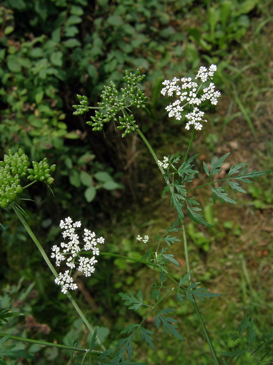 Tetlucha vznešená (Aethusa cynapioides M. Bieb.)