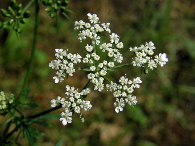 Tetlucha vznešená (Aethusa cynapioides M. Bieb.)