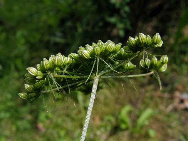 Tetlucha vznešená (Aethusa cynapioides M. Bieb.)