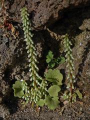 Cimbálek (Umbilicus rupestris (Salisb.) Dandy)