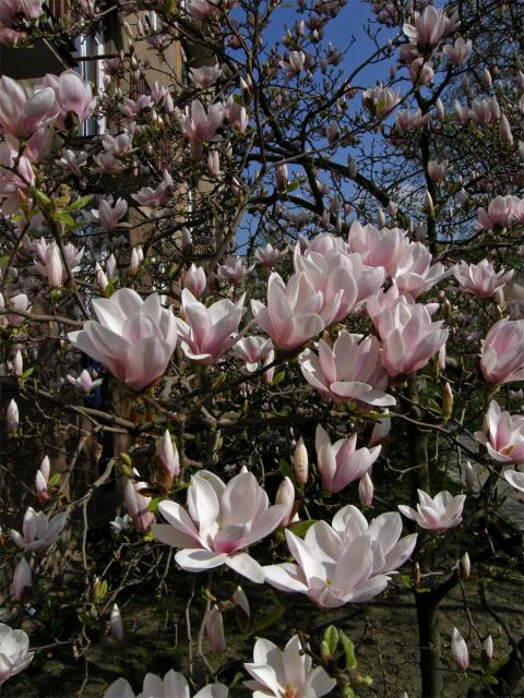 Šácholan Soulangeův (Magnolia x soulangeana Soulange-Bodin)