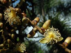 Wodyetia bifurcata A. K. Irvine