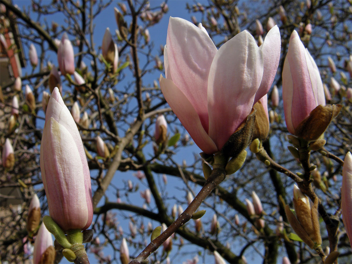 Šácholan Soulangeův (Magnolia x soulangeana Soulange-Bodin)