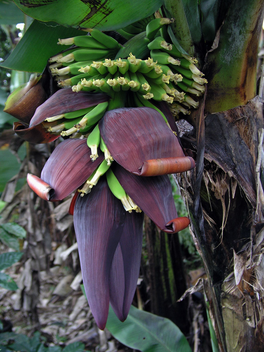 Banánovník ovocný (Musa × paradisiaca L.)