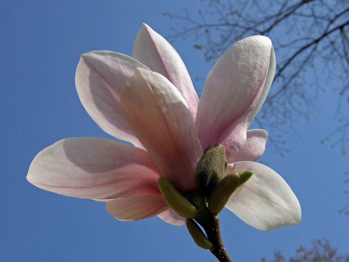 Šácholan Soulangeův (Magnolia x soulangeana Soulange-Bodin)