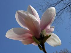 Šácholan Soulangeův (Magnolia x soulangeana Soulange-Bodin)