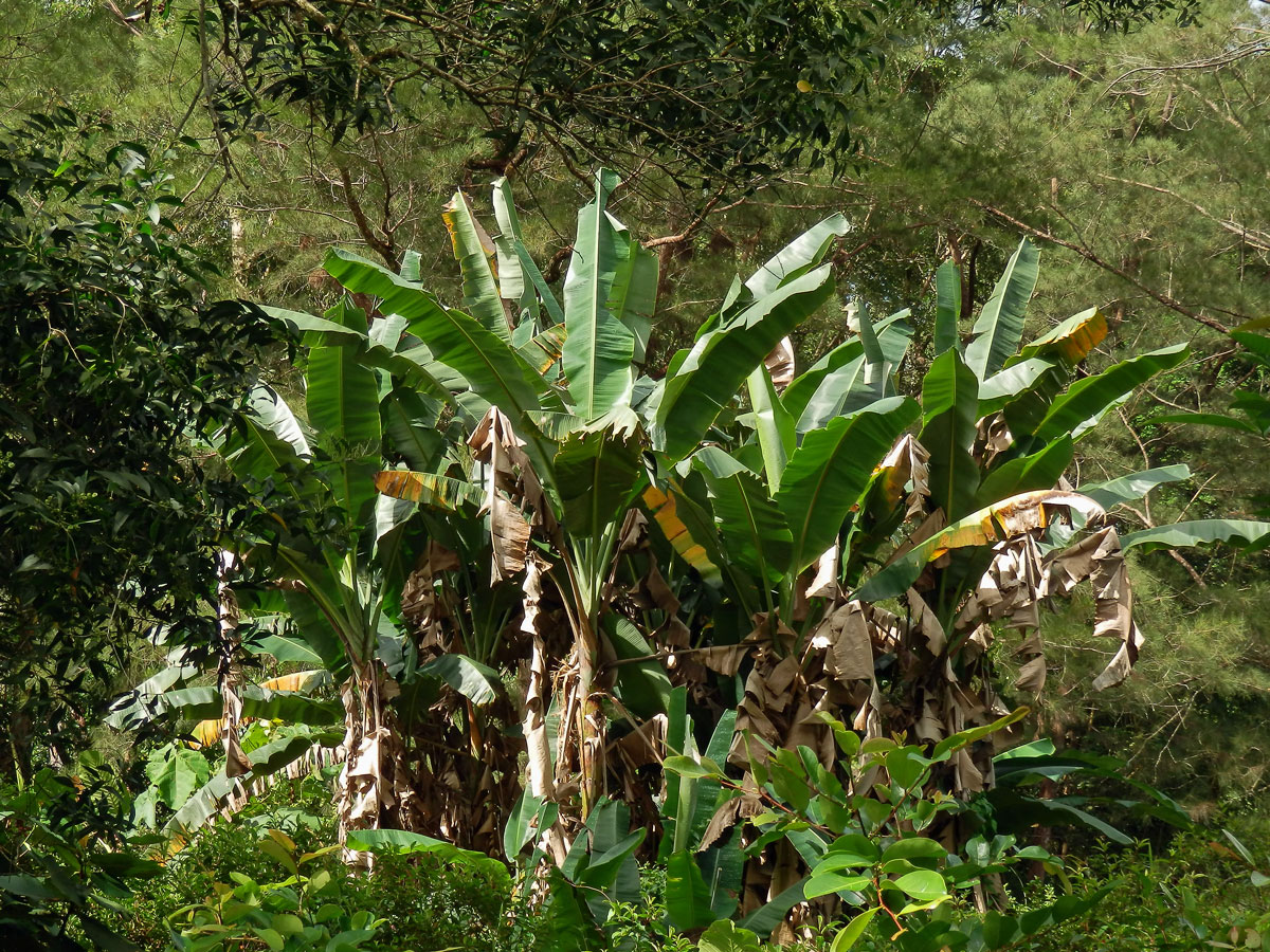 Banánovník ovocný (Musa × paradisiaca L.)