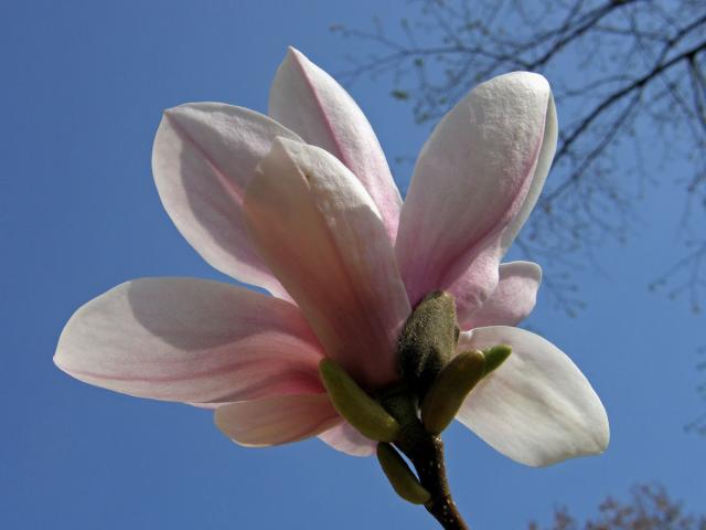 Šácholan Soulangeův (Magnolia x soulangeana Soulange-Bodin)