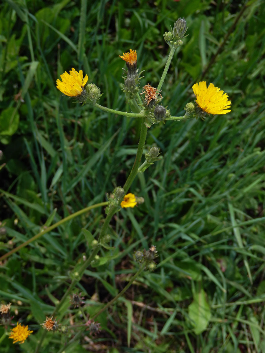 Hořčík jestřábníkovitý (Picris hieracioides L.)