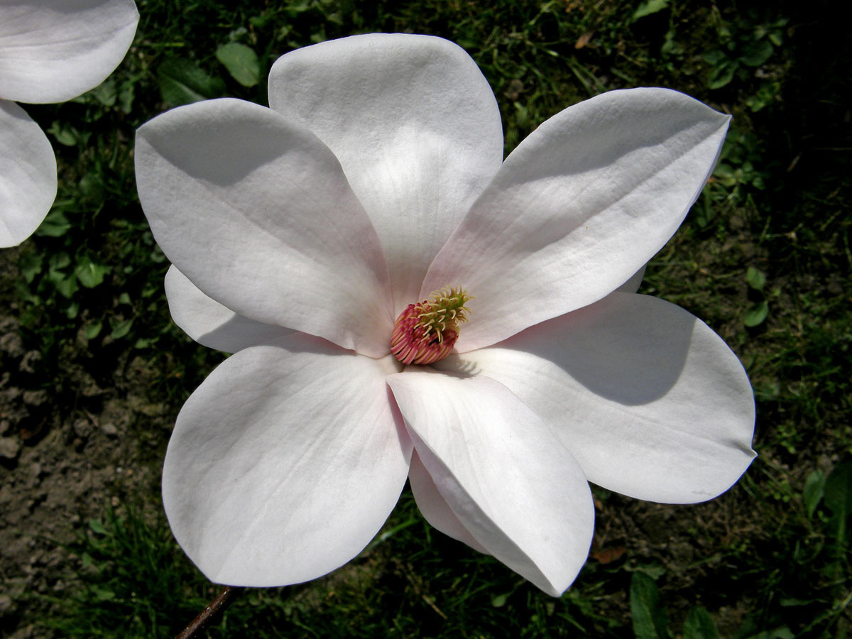 Šácholan Soulangeův (Magnolia x soulangeana Soulange-Bodin)