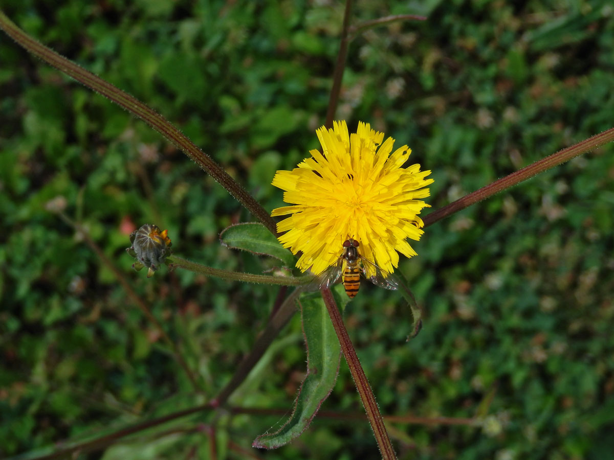 Hořčík jestřábníkovitý (Picris hieracioides L.)