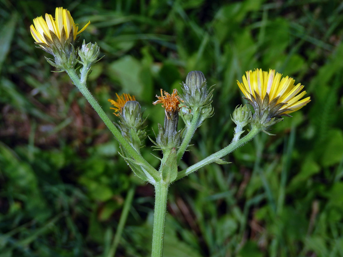 Hořčík jestřábníkovitý (Picris hieracioides L.)