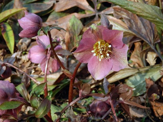 Čemeřice nachová (Helleborus purpurascens W. et K.)