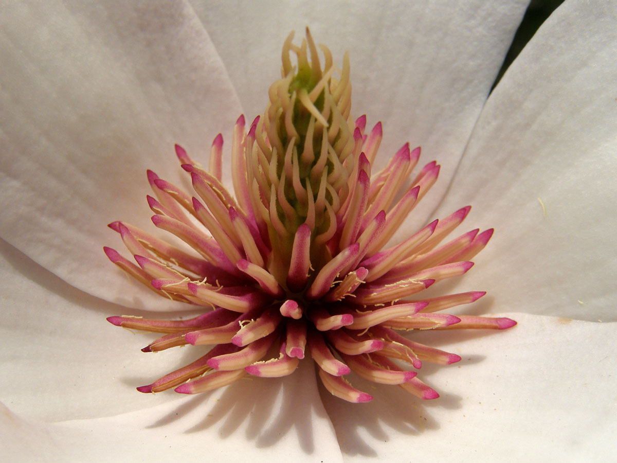 Šácholan Soulangeův (Magnolia x soulangeana Soulange-Bodin)