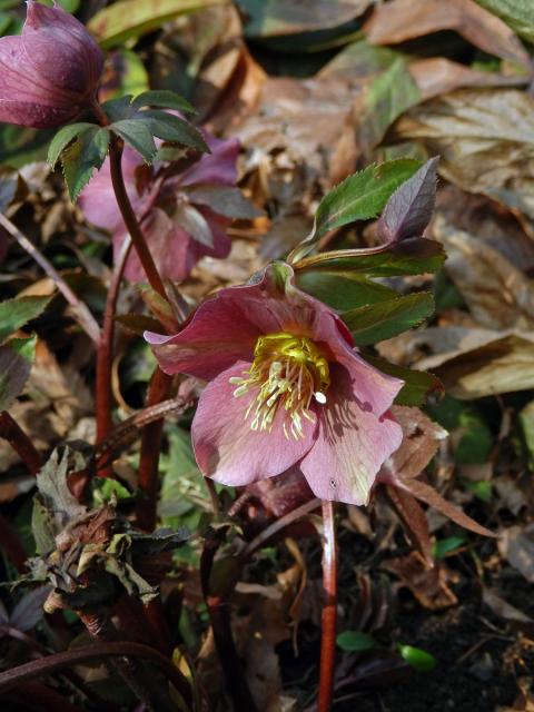 Čemeřice nachová (Helleborus purpurascens W. et K.)