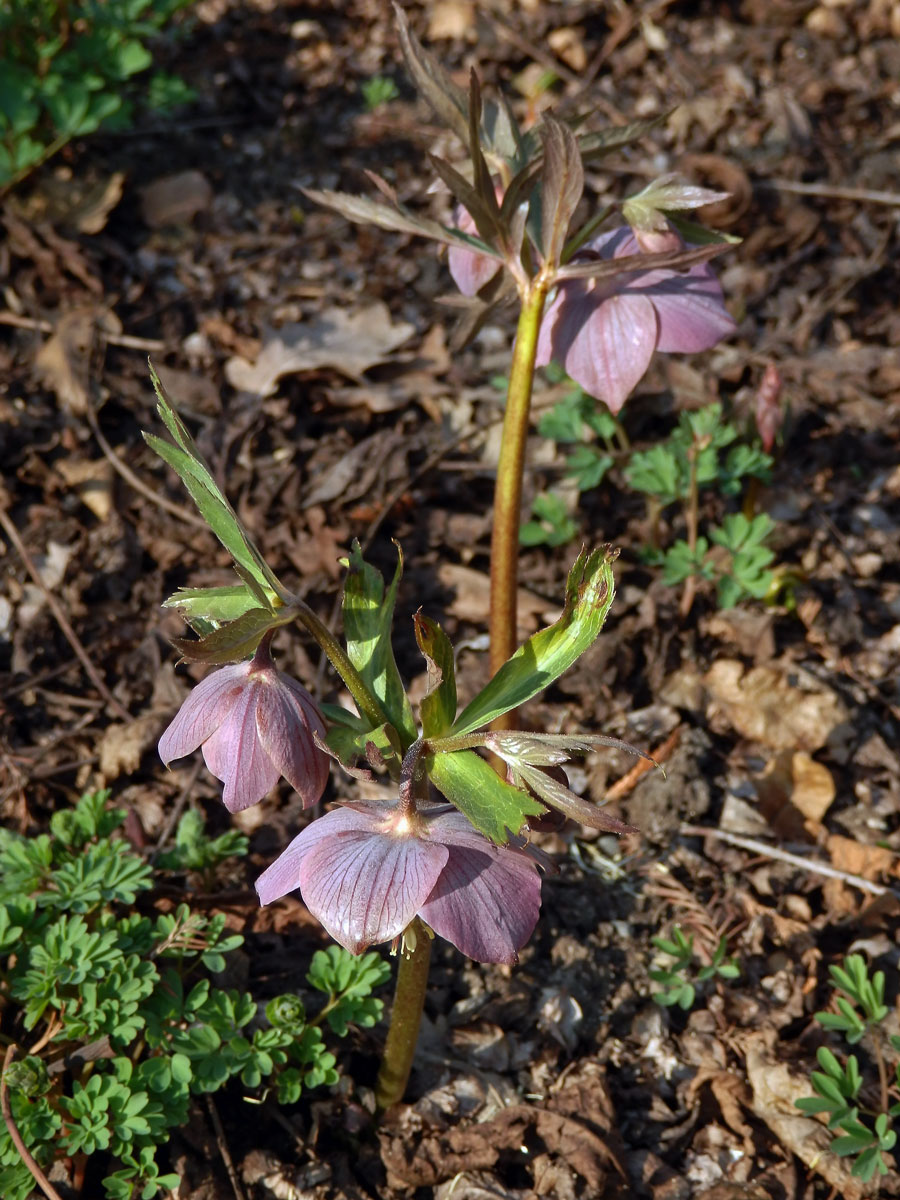 Čemeřice nachová (Helleborus purpurascens W. et K.)